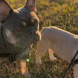 French Bulldogs from The Most High LLC