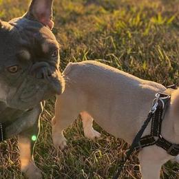 French Bulldogs from The Most High LLC