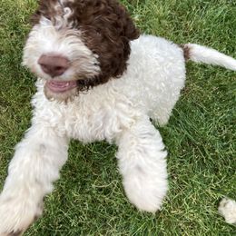 Iris - Brown Lagotto Romagnolo puppy in Chehalis, Washington from Scarlet Oak Lagotti