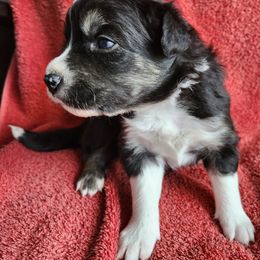 Uranus - Black and white female Border Collie puppy in New Oxford, Pennsylvania from The Weekend Farm
