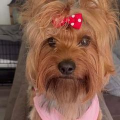 Sage - Shorkie