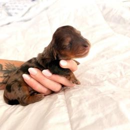 Brooks - Dapple male Dachshund puppy in Tucson, Arizona from Legacy Canines