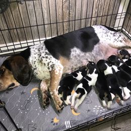 Beagle Puppies from C.R.P. Kennels