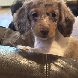 Dachshund Puppies from Carter's Kennels