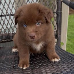 Caramel - Red male Australian Shepherd puppy in Windsor, New York from Double B Aussies