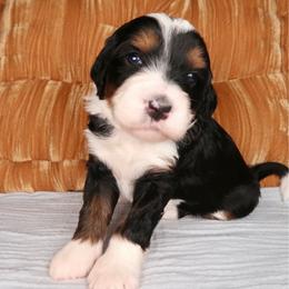 Cove STUNNING - Tri-color female Bernedoodle puppy in Bowling Green, Ohio from Windy Creek Doodles