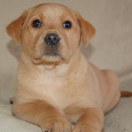 Beagle and Labrador Retriever Puppies from Badland Kennel