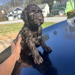 Brooklyn - Cafe au lait male Poodle puppy in Atlanta, Georgia from Syren House Doodles & Poodles