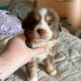 Crescent - Red tri-color female Miniature American Shepherd puppy in Gatesville, Texas from Southern Promise Aussie’s