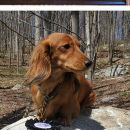 Leo - Dachshund