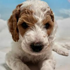 Saint Berdoodles from Paramount Doodles