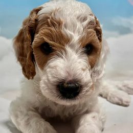 Saint Berdoodles from Paramount Doodles