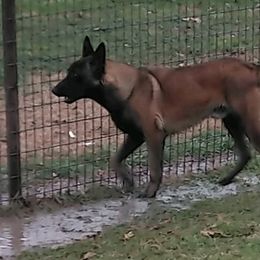 Belgian Malinois and German Shepherds from Boisdarc K9