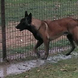Belgian Malinois and German Shepherds from Boisdarc K9