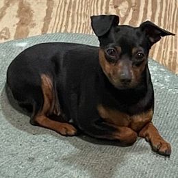 Tasha - Miniature Pinscher