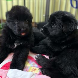 Yellow collar - Black male German Shepherd puppy in Central Florida, Florida from Kaleidoscope German Shepherds