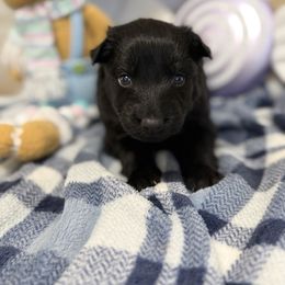 Red - Black female German Shepherd puppy in Columbus, Georgia from Blue Phoenix Shepherds
