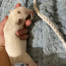 Countess Lucia - White and tan female Russell Terrier puppy in Missouri from Royal Russells Ranch