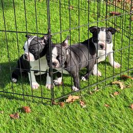 Winnie - Black and white female Boston Terrier puppy in Fillmore, Illinois from Wind Hill Puppies