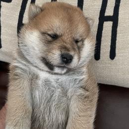 John - Red male Shiba Inu puppy in Milton, Florida from Moonlight Shibas