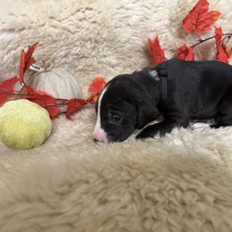 Girl 2 - female Great Dane puppy in Plumstead Township, Pennsylvania from Gresko Danes