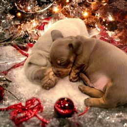 Dachshund Puppies from Empire's Dachshunds