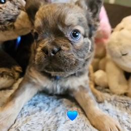 Rigby - Fawn brindle and white male French Bulldog puppy in Bend, Oregon from High Lakes Frenchies