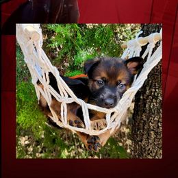 Quill - Red sable male Belgian Malinois puppy in Chino, California from BlueStone K9