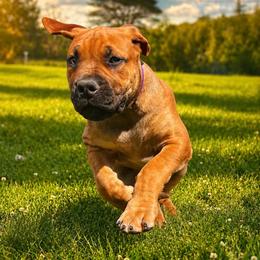 HOLO - Red female Boerboel puppy in Pennsylvania from Cold River Boerboels