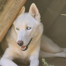 Everest - Siberian Husky