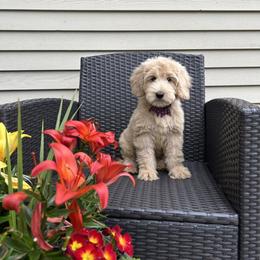 Boy 3 - Caramel male Australian Labradoodle puppy in Morristown, New Jersey from English Manor Labradoodles