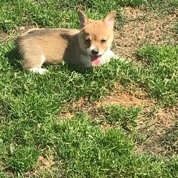American Corgi and Pembroke Welsh Corgi Puppies from Lonesome Boone Corgis