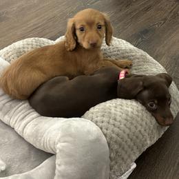 Dachshund Puppies from Johnson’s Weiner Farm