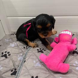 Millie (Helen) - Black and tan female Cavalier King Charles Spaniel puppy in Ocala, Florida from Ray of Sunshine Spaniels LLC