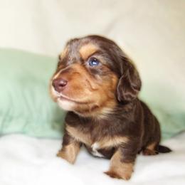 Boy 3 - Chocolate and tan male Dachshund puppy in Montrose, Colorado from Dachshund Delights Co