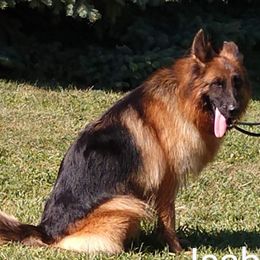 Izzabell - German Shepherd
