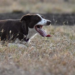 Border Collies from Vibrent Vortex