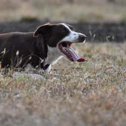 Border Collies from Vibrent Vortex