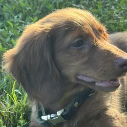 Dachshunds from Wiggle Critter Farm