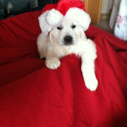 Golden Retriever Puppies from Akela Goldens