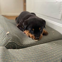 Rottweiler Puppies from Rott-Squad Kennels