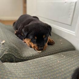 Rottweiler Puppies from Rott-Squad Kennels