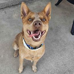 Ve - Australian Cattle Dog