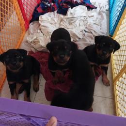 Rottweiler Puppies from G.M. Rottweilers "OHIO"