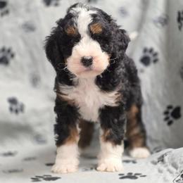Autumn - Tri-color female Bernedoodle puppy in Shelton, Washington from NW Bernedoodles of Washington