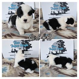 Girl 2 - Black and white female American Corgi puppy in Natchitoches. La, Louisiana from Bleu Bayou Corgis
