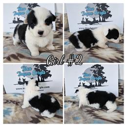 Girl 2 - Black and white female American Corgi puppy in Natchitoches. La, Louisiana from Bleu Bayou Corgis