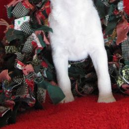 Jack Russell Terrier Puppies from Spritely Jack Russell Terriers