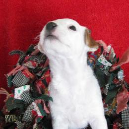 Jack Russell Terrier Puppies from Spritely Jack Russell Terriers