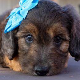 Girl 2 - Red tri-color female Aussiedoodle puppy in Crowley, Texas from Nelson's Aussies and Aussiedoodles